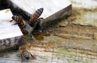 Arılar tuzlu su içmek