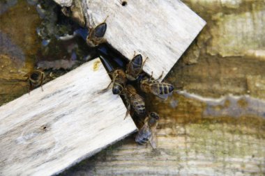 Arılar tuzlu su içmek