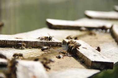 Arılar tuzlu su içmek