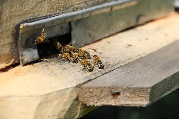 Бджоли Повертаються Свого Вулика — стокове фото