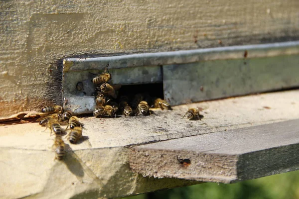 Bees Return Hive — Stock Photo, Image