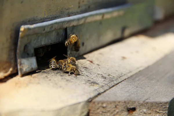 Méhek Struktúra Visszatéréshez — Stock Fotó