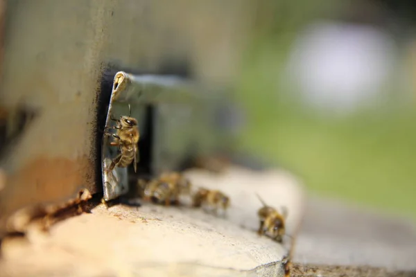 Bees Return Hive — Stock Photo, Image