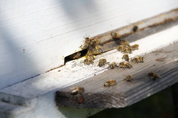 Бджоли Повертаються Свого Вулика — стокове фото