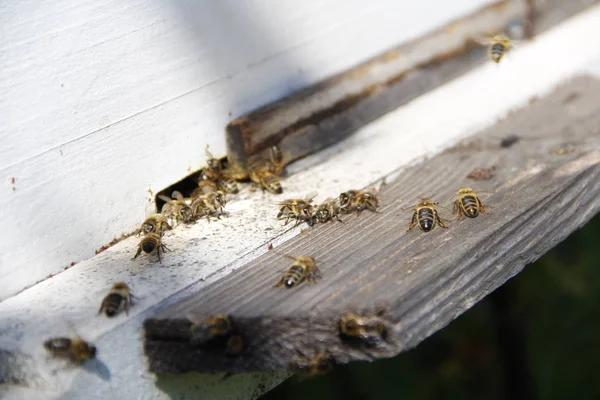 Bees Return Hive — Stock Photo, Image