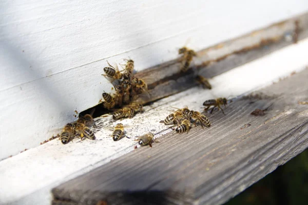 Abejas Regresan Colmena — Foto de Stock