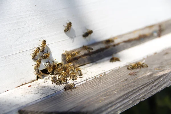 Arılar Kovana Geri Dönmek — Stok fotoğraf
