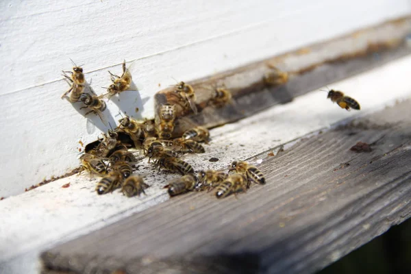 Abejas Regresan Colmena —  Fotos de Stock