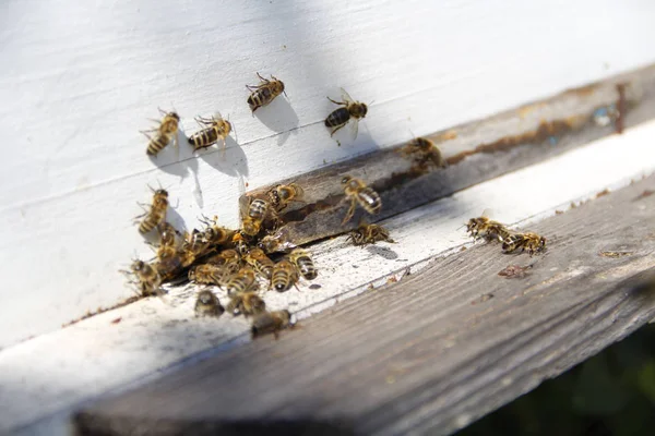 Bienen Kehren Ihren Stock Zurück — Stockfoto