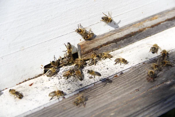 Abejas Regresan Colmena —  Fotos de Stock