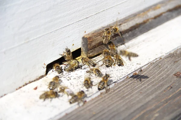 Μέλισσες Επιστρέψουν Στην Κυψέλη Τους — Φωτογραφία Αρχείου