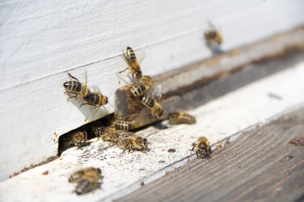 Pszczoły Powrót Ula — Zdjęcie stockowe