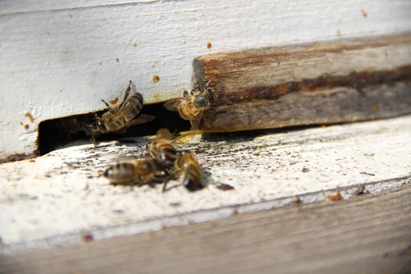 Bees Return Hive — Stock Photo, Image