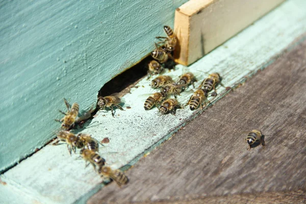 Bienen Kehren Ihren Stock Zurück — Stockfoto