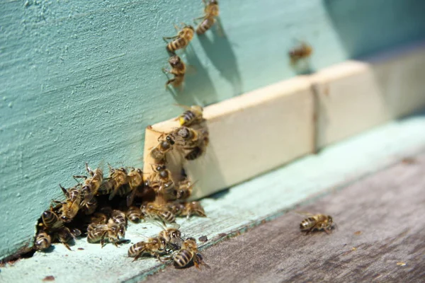 Abejas Regresan Colmena —  Fotos de Stock