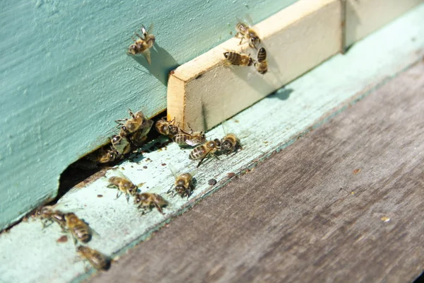 Arılar kovana geri dönmek