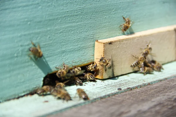 Abejas Regresan Colmena —  Fotos de Stock