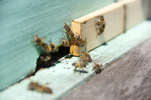 Pszczoły Powrót Ula — Zdjęcie stockowe