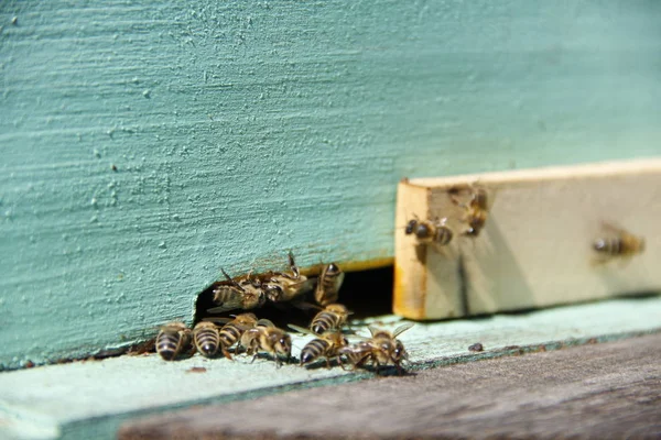 Abejas Regresan Colmena —  Fotos de Stock