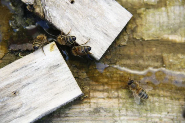 Bees Drink Salt Water — Stock Photo, Image