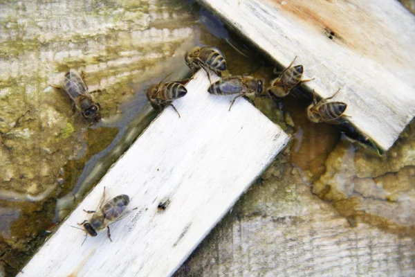 Μέλισσες Πίνουν Νερό Αλάτι — Φωτογραφία Αρχείου