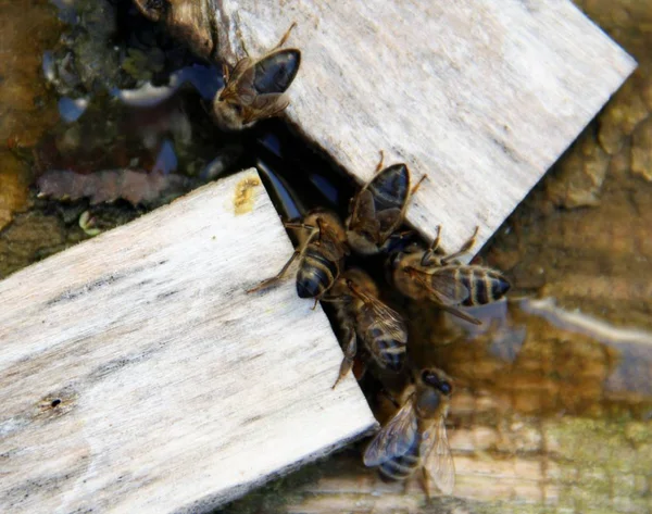 Las Abejas Beben Agua Salada —  Fotos de Stock