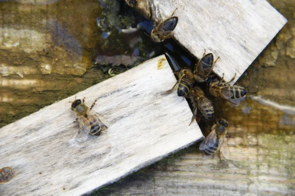 Pszczoły Piją Słoną Wodę — Zdjęcie stockowe