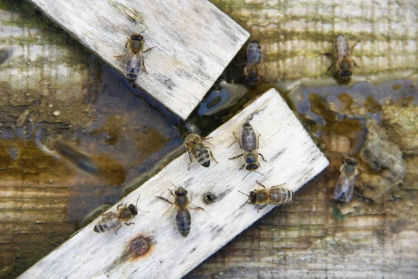 Abelhas Bebem Água Salgada — Fotografia de Stock