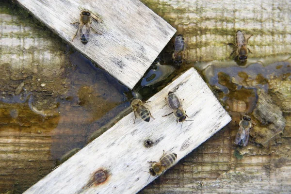 Bees Drink Salt Water — Stock Photo, Image