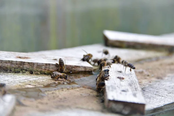 Las Abejas Beben Agua Salada —  Fotos de Stock