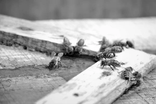 Bees Drink Salt Water — Stock Photo, Image