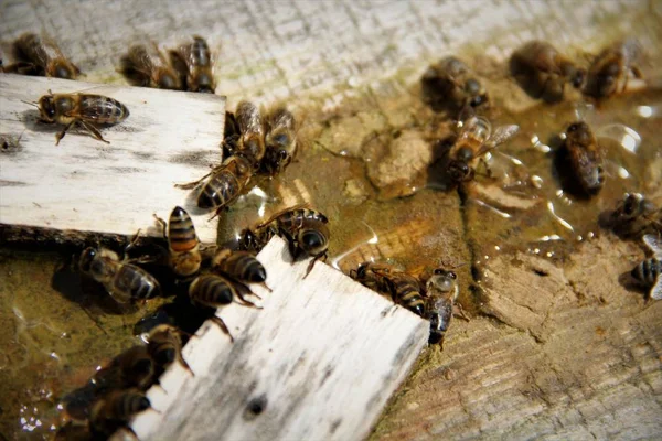 Бджоли Ють Солону Воду — стокове фото