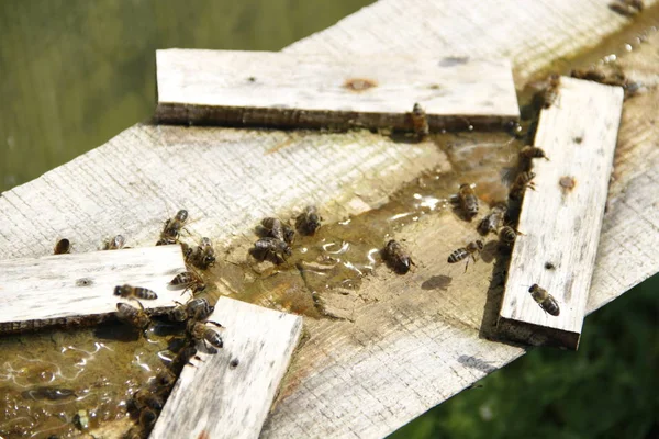 Las Abejas Beben Agua Salada —  Fotos de Stock