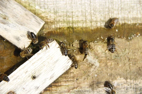 Bees Drink Salt Water — Stock Photo, Image