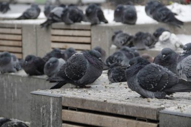 Kış Aralık ayında güvercinler dondur
