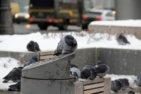 winter in the month of December, the pigeons freeze