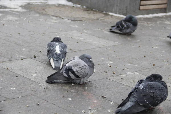 Zima Miesiącu Grudniu Gołębie Zamrażać — Zdjęcie stockowe