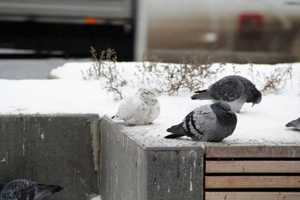 Vintern December Månad Frysa Duvor — Stockfoto