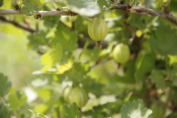 Groselha Espinhosa Cresce Jardim — Fotografia de Stock