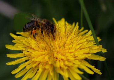 arı çiçek nektar toplar