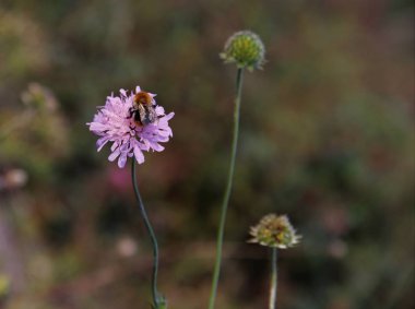 Ormanın içinde bir bitki oturan böcek