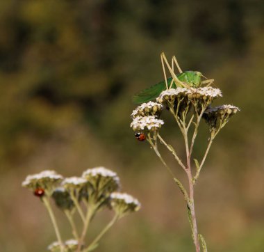 Civanperçemi üzerinde yeşil çekirge