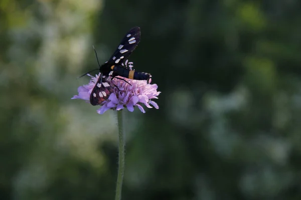 Insect Sitting Plant Forest — Stock Photo, Image