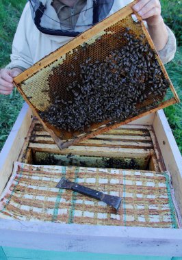 Arıcılık içinde uğraşan kırsal alanda