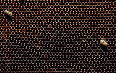 arılar tarafından yapılan peteğin