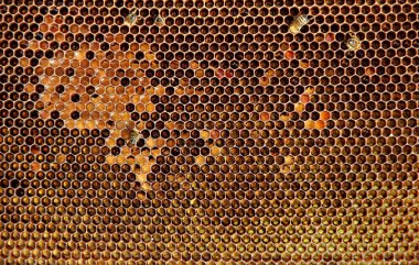 arılar tarafından yapılan peteğin