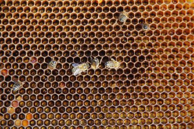 arılar tarafından yapılan peteğin