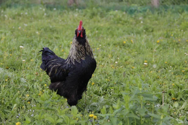 Gallo Caminando Prado —  Fotos de Stock