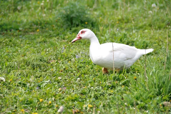 Poultry Farming Rural Areas — Stock Photo, Image