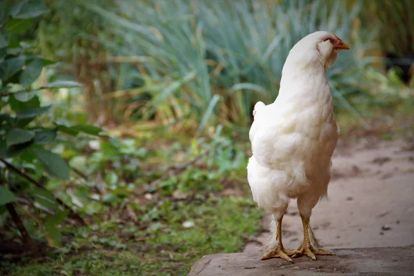 Avicultura Zonas Rurales —  Fotos de Stock